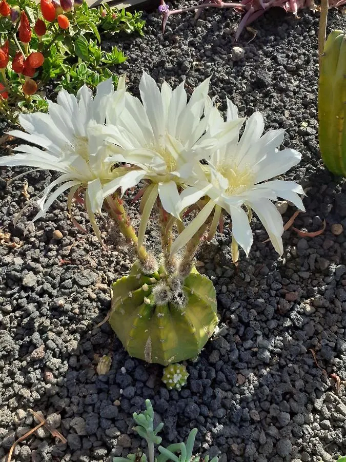 أنتيغوا B&B Villa Vital Fuerteventura - Atmospheric, Small-Scale, Adults Only إسبانيا